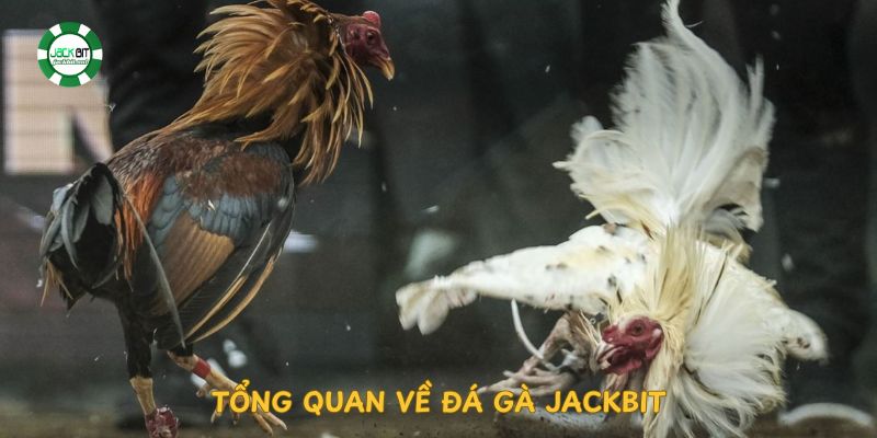 tong-quan-ve-da-ga-jackbit